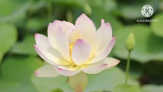 عبد الرحمن الجريذى/سورة الطلاق كاملة/قران كريم