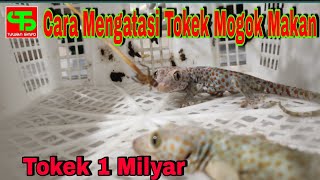 Cara mengatasi Tokek Rumah Bintik Merah Mogok Makan....!