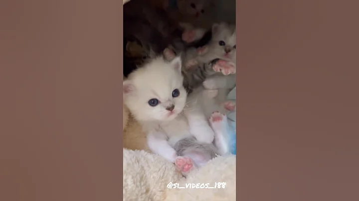 Watch the video about Sweet kittens #shorts #viral #trending #cute #pets #shortvideo #video #short #cat #shortsvideo #