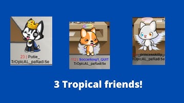 Meow Playground Meeting my friends