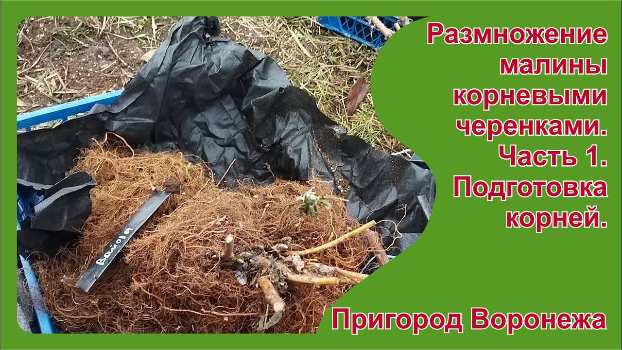 Укоренение крапивки малины.  Часть 1.  Подготовка и закладка корней  Пригород Воронежа.