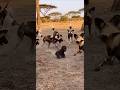 Wild Dogs vs Gorilla Baby — Mother Goes Beast Mode 🦍#WildDogs #GorillaPower #AnimalShorts #ViralClip
