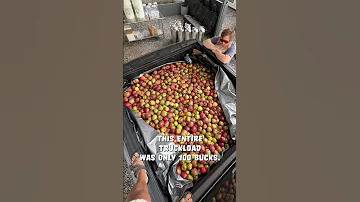 How To Make Hard Cider 