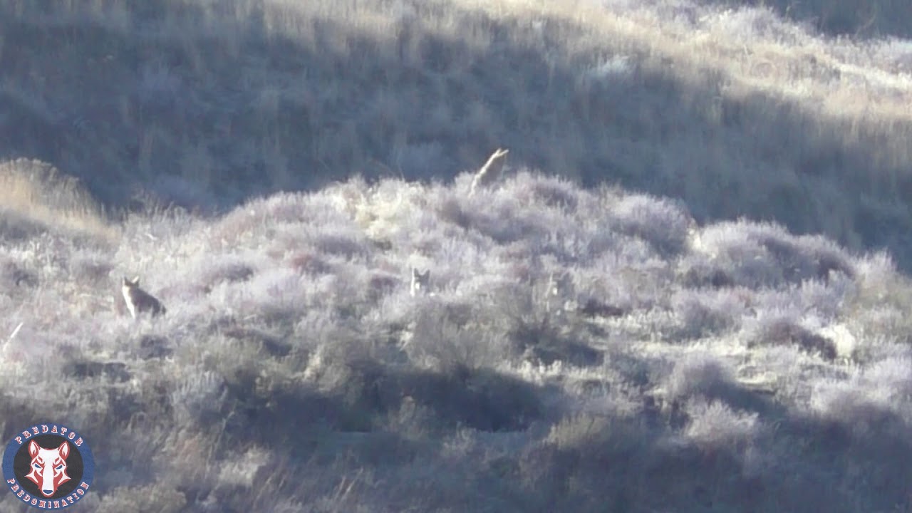 coyote hunting "spot and stalk” 