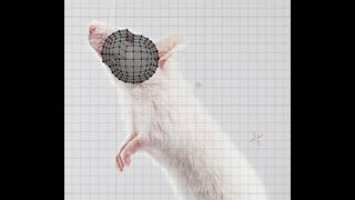 Learning Blender | Making A Mouse (Full Stream)