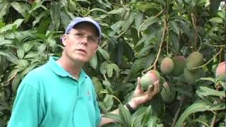 A08 'Keitt' mango tree and fruit description