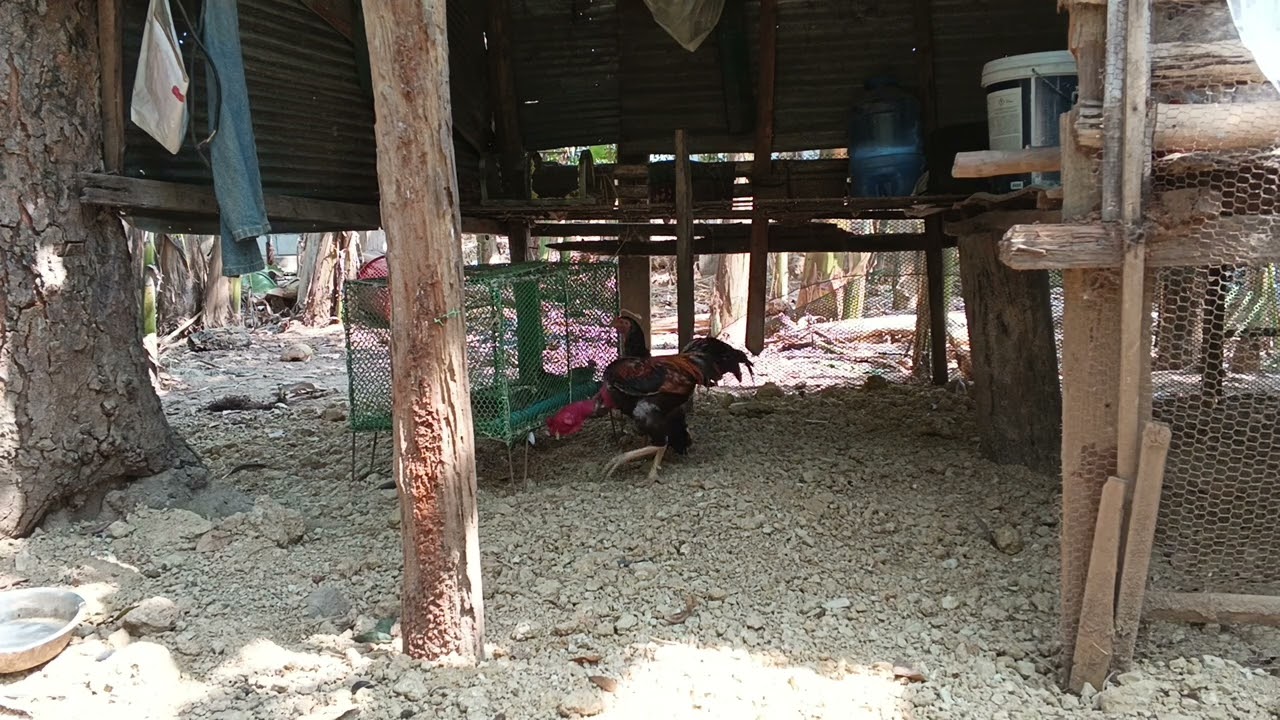 This rooster doesn't even think about having children.