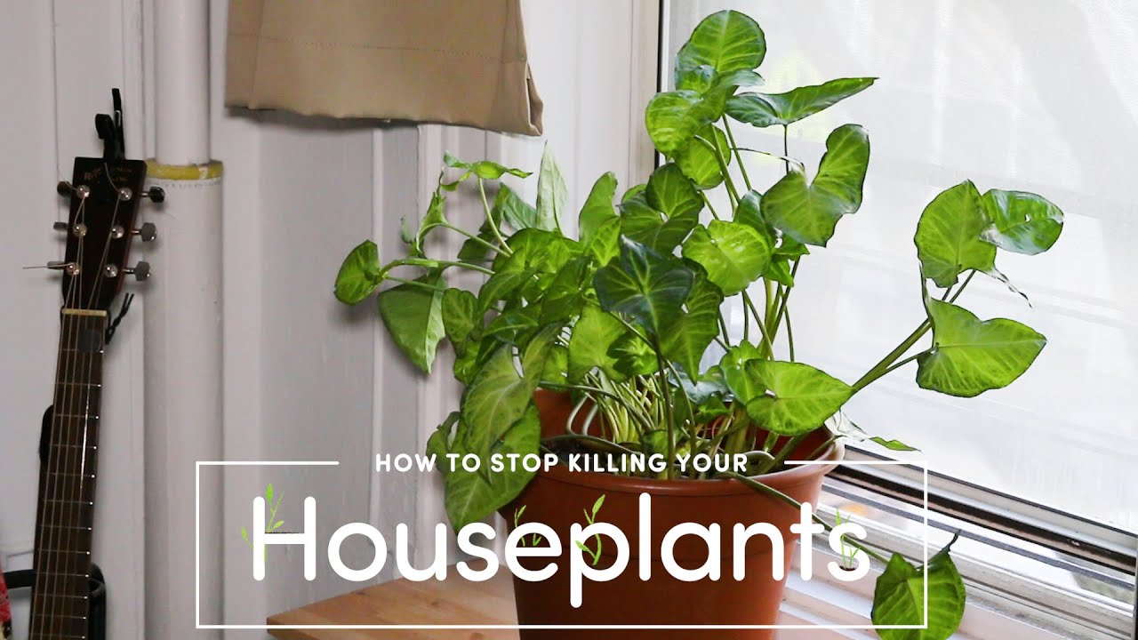 How To Stop Killing Your Houseplants EarthMonth YouTube