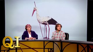 How Did This Bird Change History? | QI