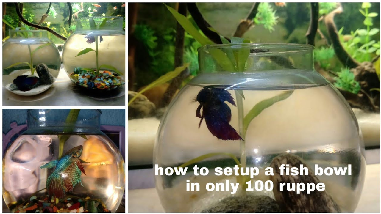 How to setup a fish bowl in just 100 rupees with all meterial(Bengali
