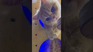 erleichtert👆🏻#cat#gato#gata #kitten#chat#gatto#kat#köttur#Γάτα#kissa#kattarhindu