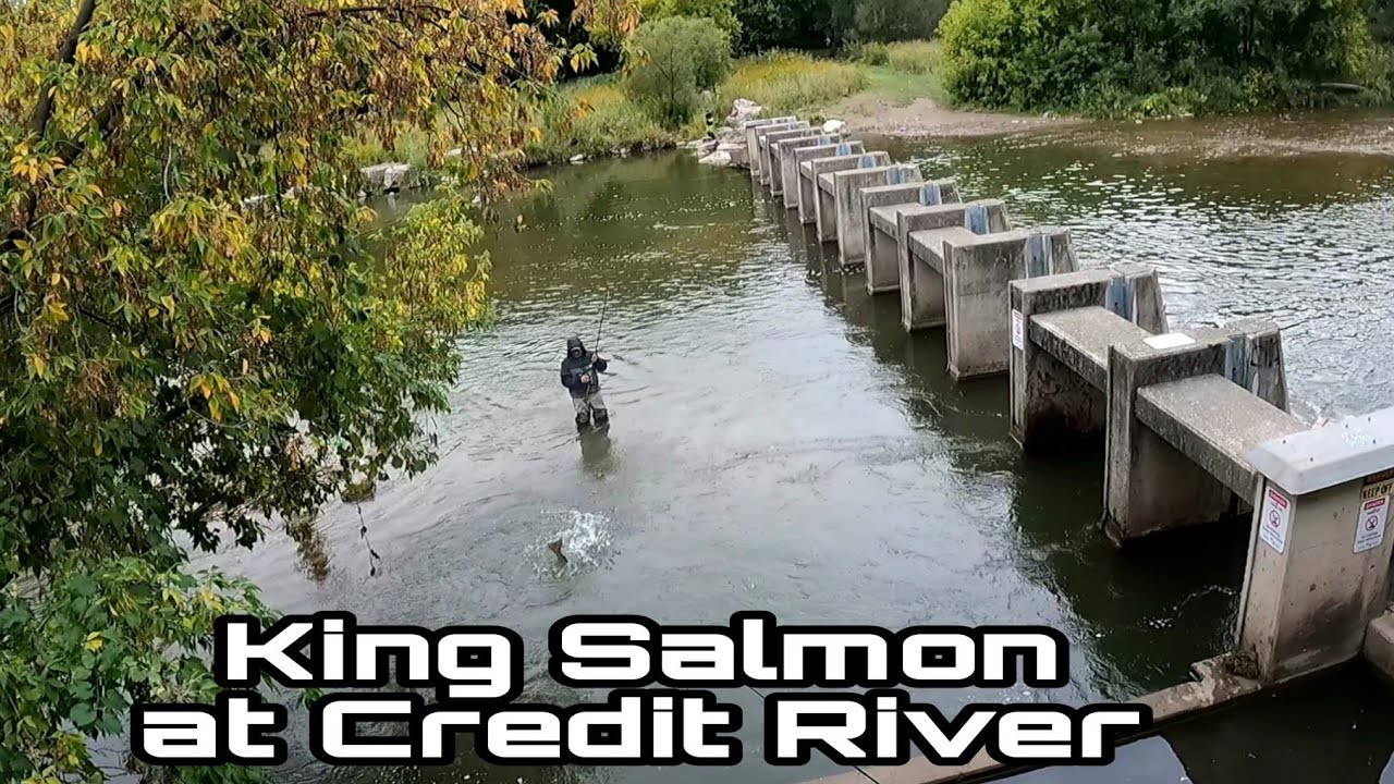 Chinook Salmon fishing Erindale Park Credit River Mississauga YouTube