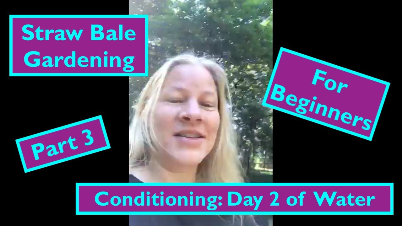 Beginner Straw Bale Gardening Part Three: Day Two of Conditioning the Straw Bales