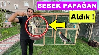 Bebek Papağan Aldik - Sultan Papağanı - Cennet Papağanı - Muhabbet Kuşu