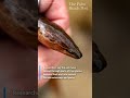 Unstoppable Asian swamp eel spread through Everglades