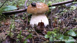Грибы Августа 2021,Белые еловые грибы в молодом ельнике начали рост))))Boletus edulis