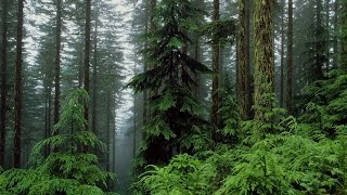 Ask An Alchemist -- Why Nature Sucks