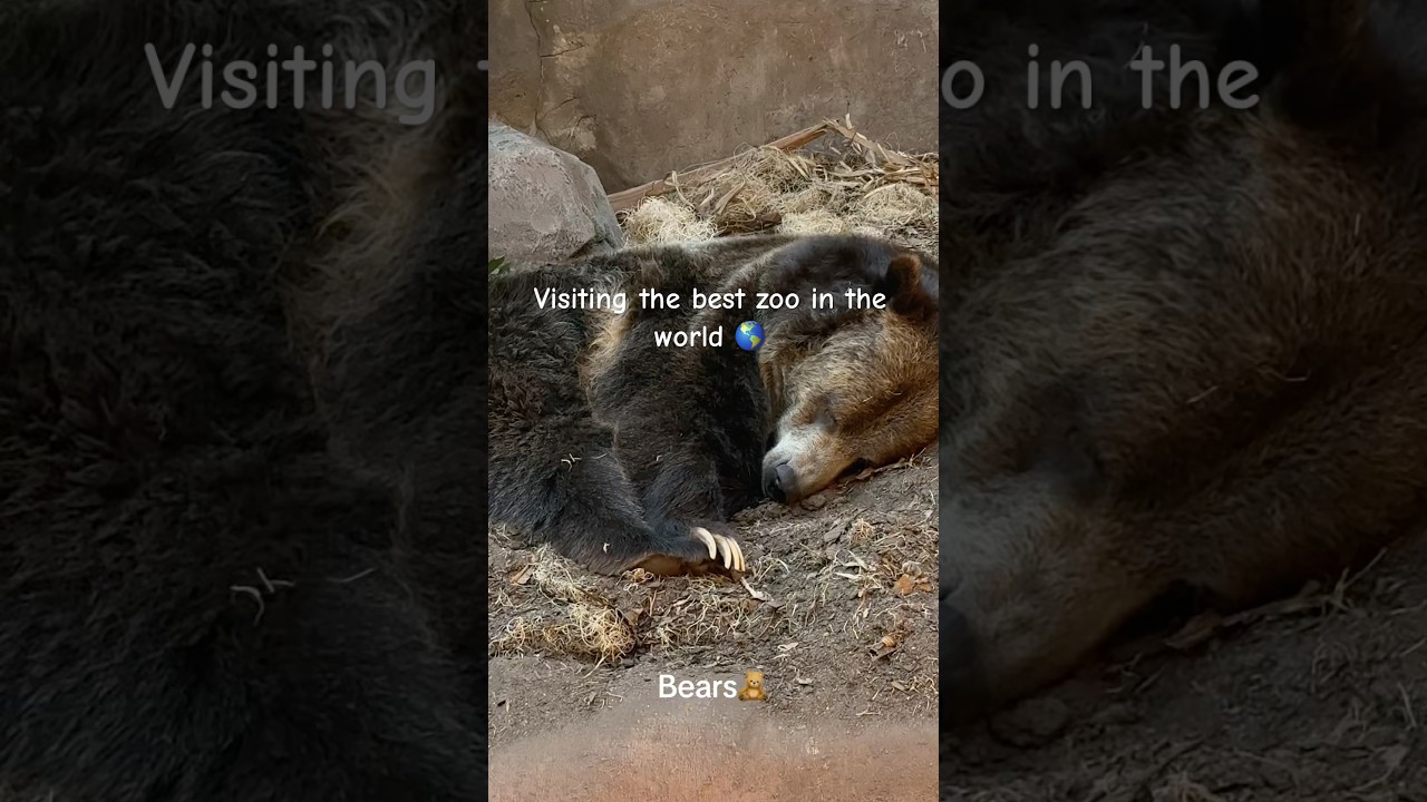 Visiting the best zoo in the world 🏆 