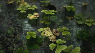 Unreal Engine Rainforest