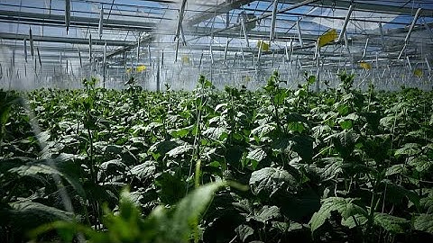 Future of food: the tech tool that precisely measures vitamins in fruit and veg