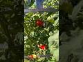 My tomato plant is doing so well, they are delicious! 🍅 #viralshorts #foryou #plants #gardenplants