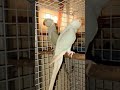 Turquoise Grey & Blue Pallid Indian Ringneck #like #subscribe #parrot #pets #indianringneck