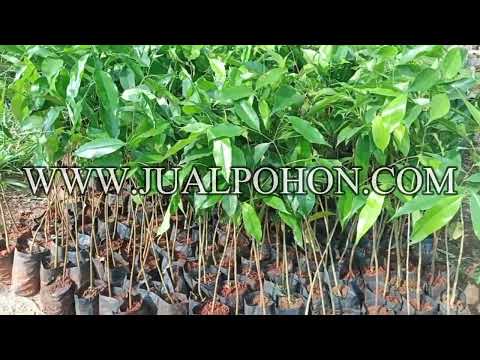 Bibit Pohon Gaharu Ready Stok Banyak Siap Diorder
