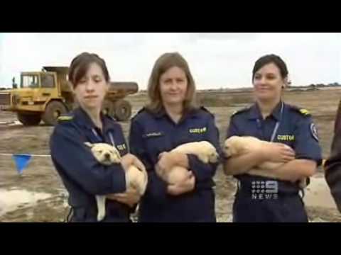 border patrol australia border patrol australia