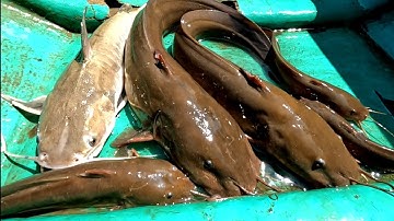 Giăng Câu Cá Ngát Con Nào Cũng Béo Phì | Gia Đình Cần Giờ .185 |