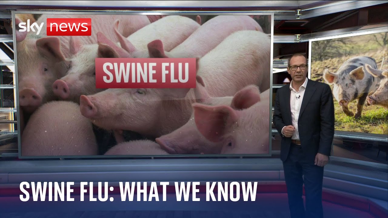 Swine Flu What We Know About A H1N2 v The New Strain Found In Person swine-flu-what-we-know-about-a-h1n2-v-the-new-strain-found-in-person