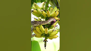 A Poisonous Snake Started Eating A Banana Pod Youtubeshorts 