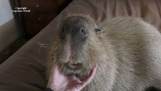 The Amazing Reaction When A Capybara Smells This