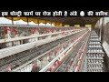 50   egg poultry farm business plan  layer poultry farming