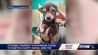 Abandoned chihuahuas with severe health issues found in Martin County