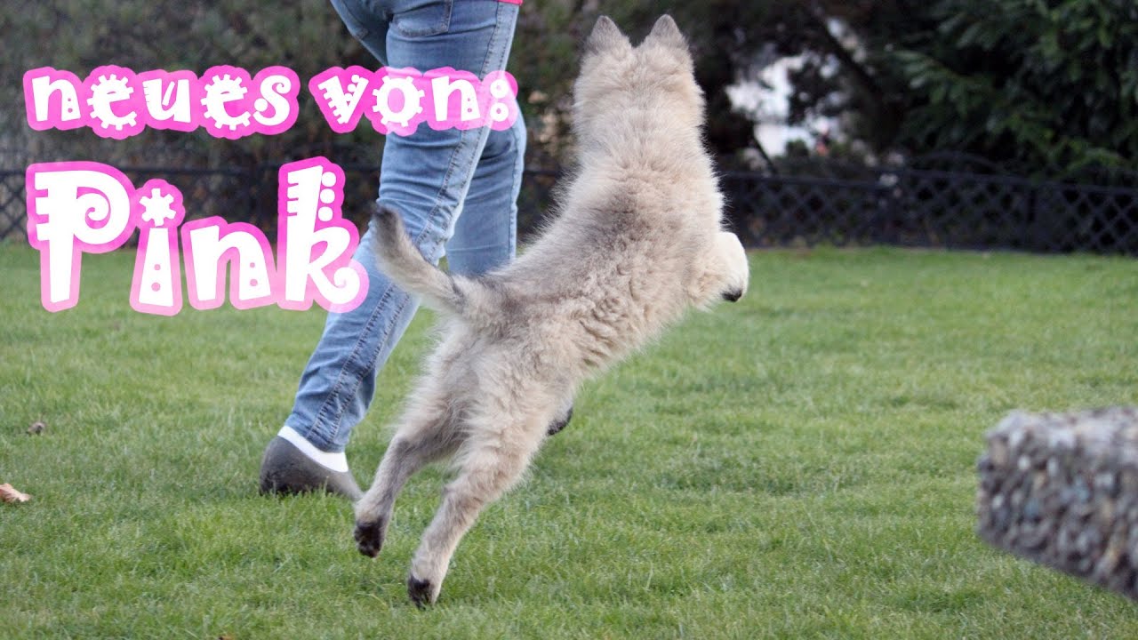 Neues von Pink (Tervueren Welpe, Belgischer Schäferhund 11 - 13 Wochen, Amira's Blog 22.02.2014)