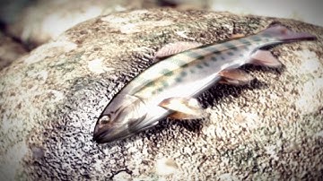 Dead or Alive 2 Ultimate Opening 1080P