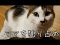 パパも子供たちも寝たのでママを独り占めする猫