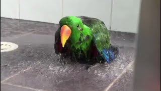 BIRDS that will make you LAUGH and CRY by Chucklesome Creatures 487 views 3 months ago 10 minutes, 24 seconds