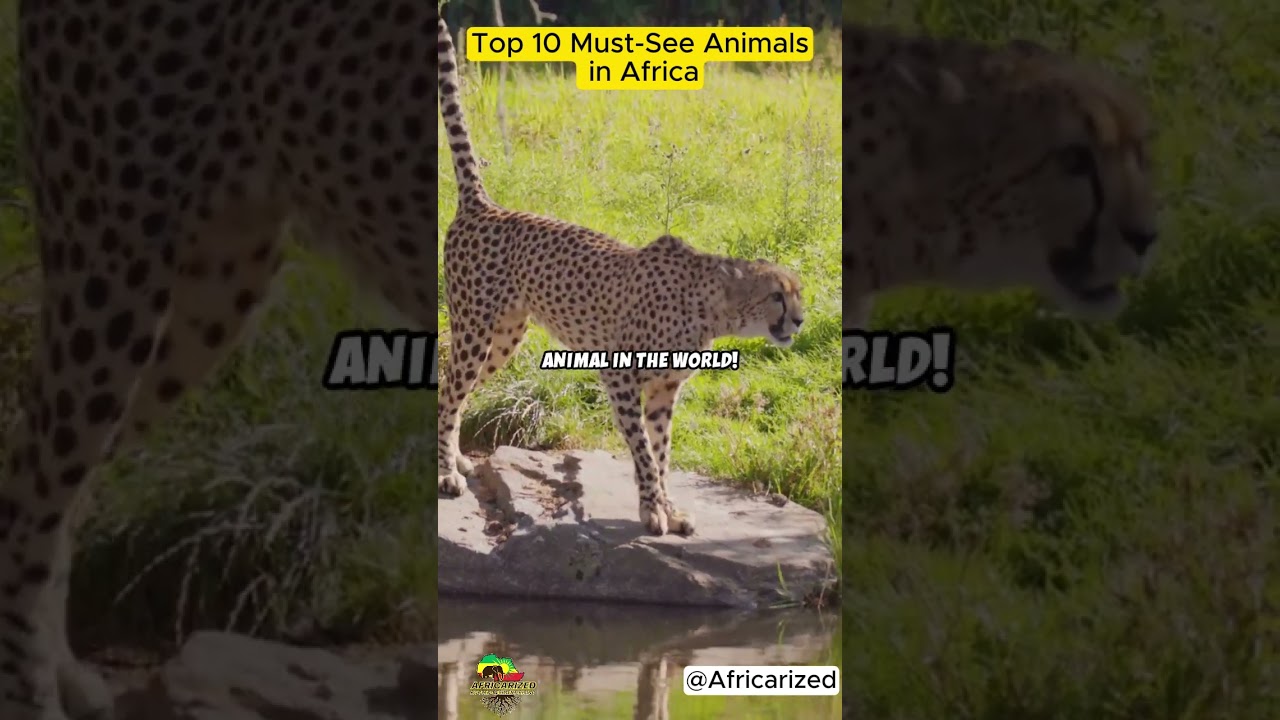 Top 10 Must See Animals in Africa | Africarized