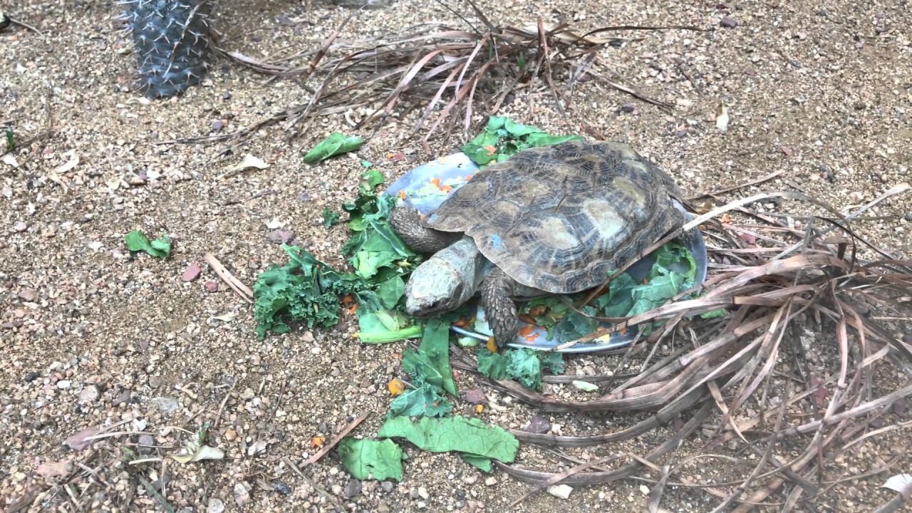 Slow Turtle Eating Kale YouTube