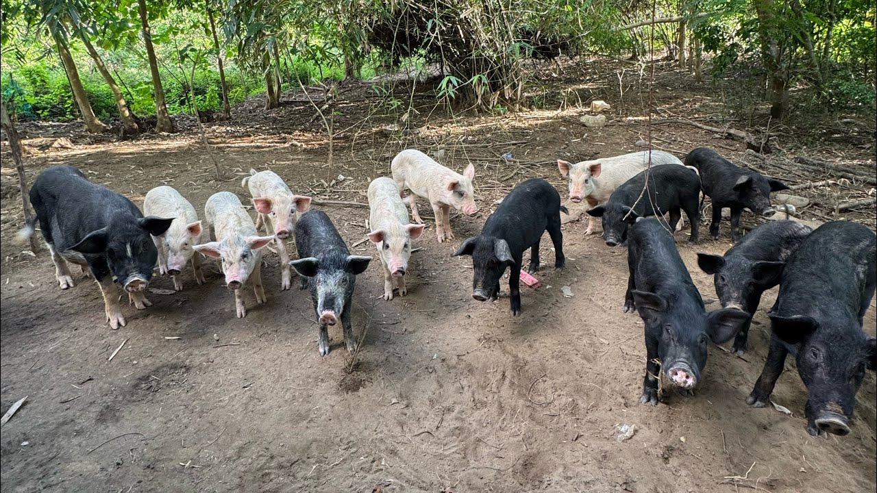 Babuyan sa kabilang ilog