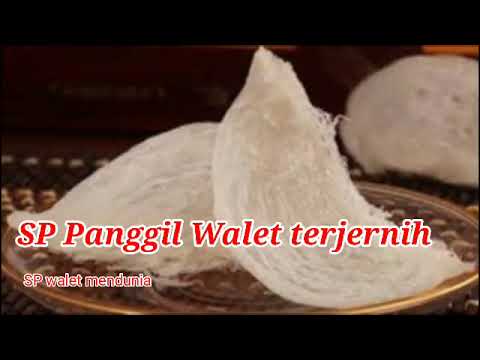 sp panggil walet terjernih, sp walet mendunia
