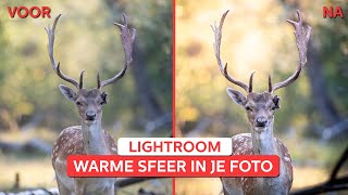 Damhert BEWERKEN voor warmere sfeer | Editsessie in Lightroom Classic | Zoom.nl screenshot 4