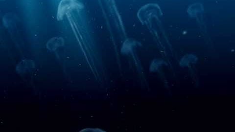 jellyfish animation test