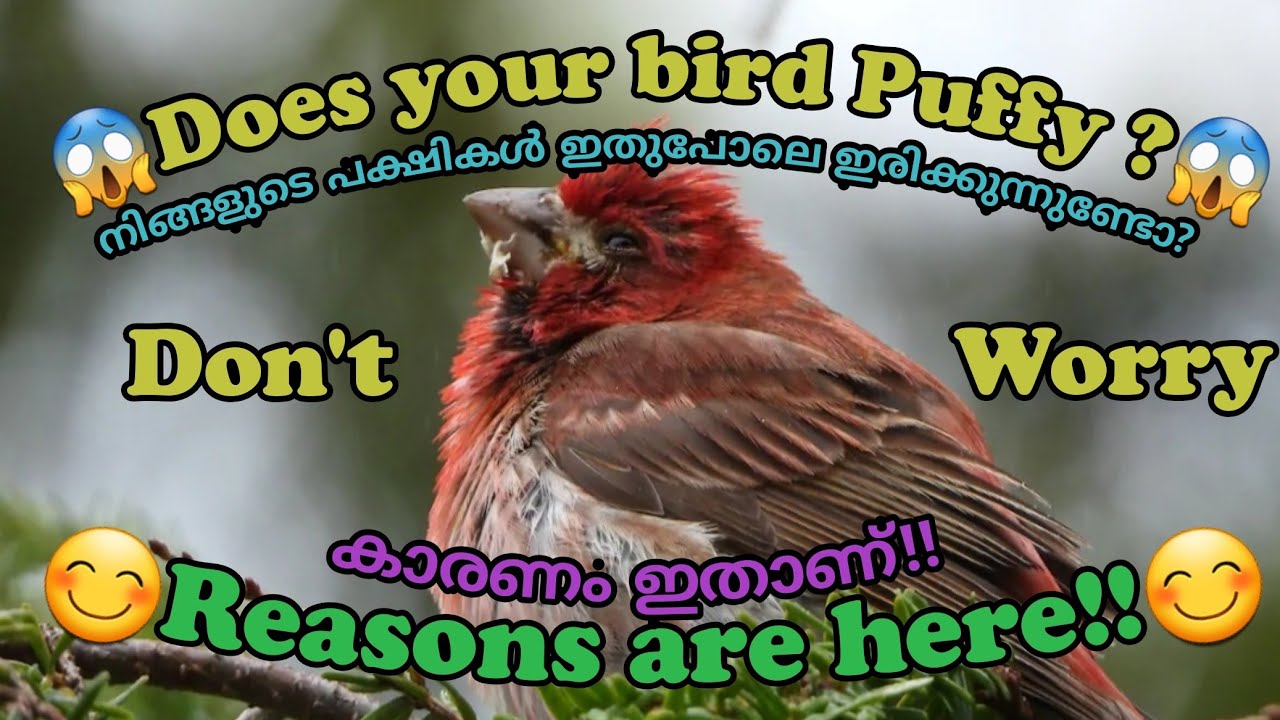 Puffed up birds and diseases Finch disease Malayalam YouTube