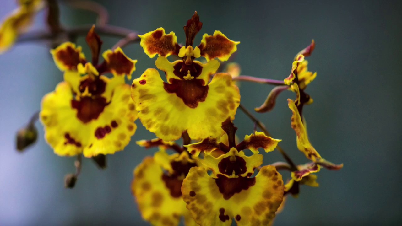 Phalaenopsis, Bulbophyllum und Symphyglossum im Pflegevergleich