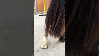 Papillon de Nalonsart - 360°