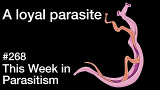 TWiP 268: A loyal parasite