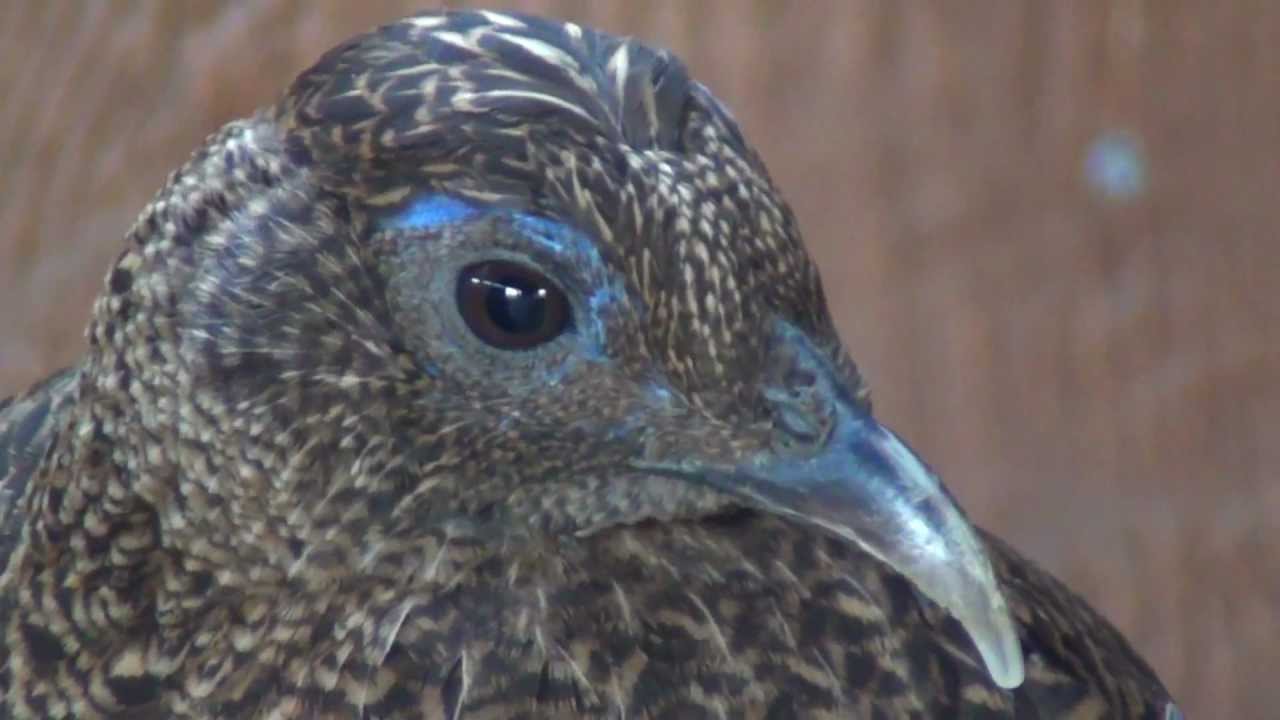 rare hybrid! Temminck's tragopan Himalayan monal cross (females) 