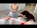 Morning routine with adorable boy giant retriever and cute kitten  total chaos